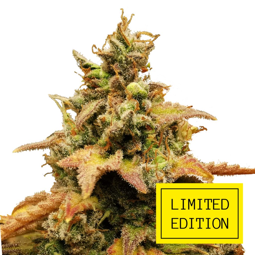 Tai Wood genetics fem