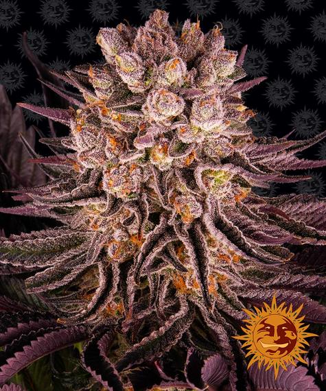 Mimosa x Orange Punch fem