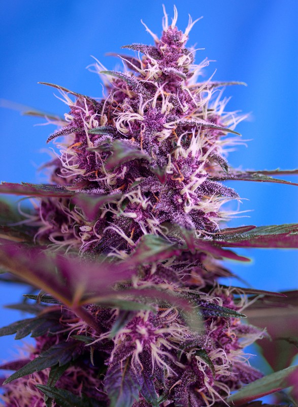 Red Poison Auto autofem