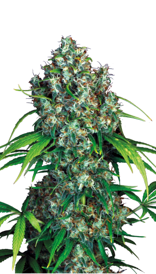 Double Dutch reg