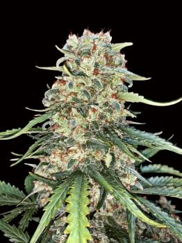 Afghan Kush Fast fem