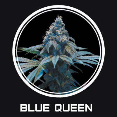 Blue Queen fem