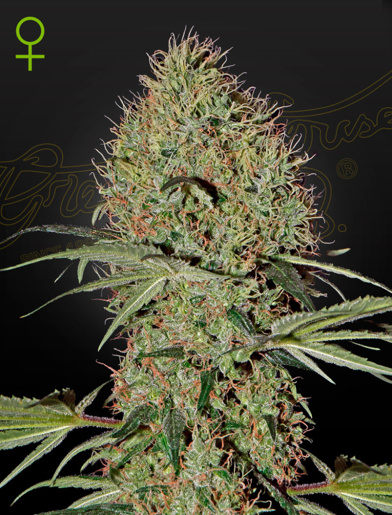 Super Bud Auto (Feminised) autofem