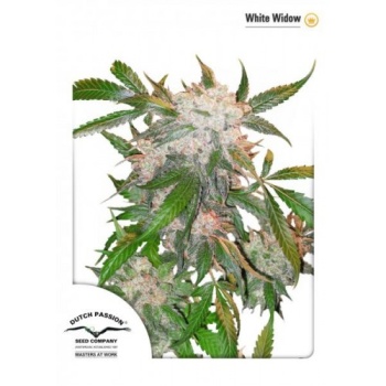 White Widow reg