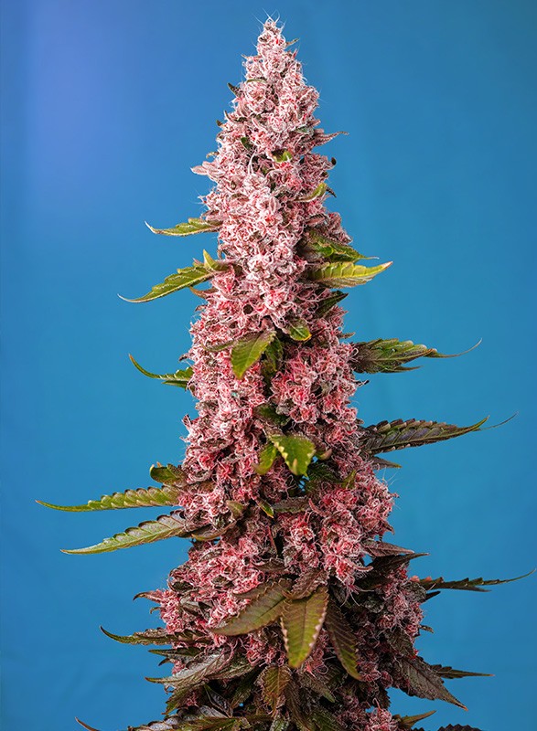 Red Hot Cookies fem
