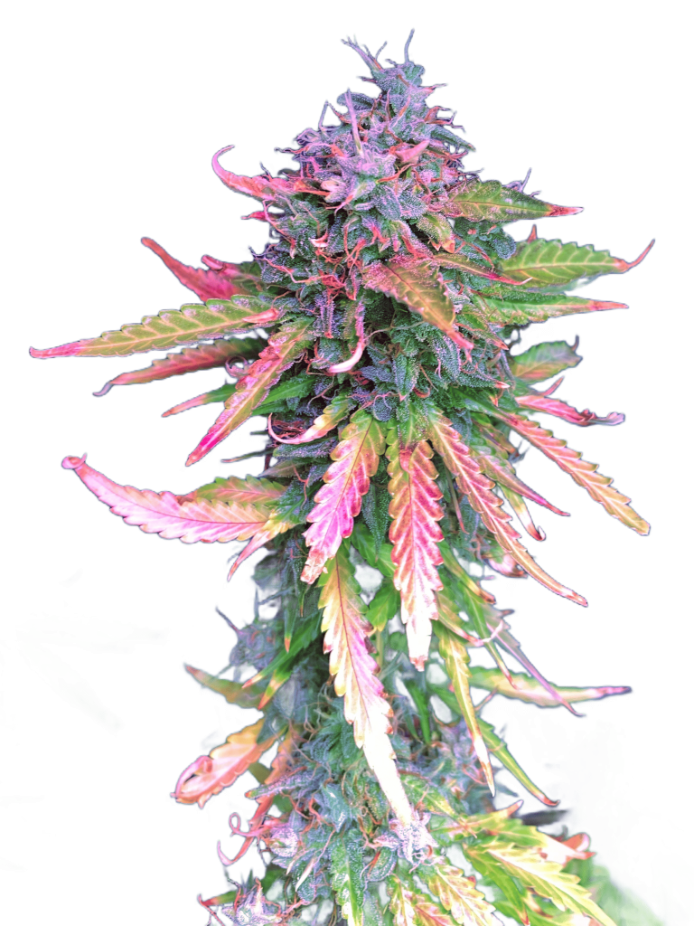 Brain Swirl genetics fem
