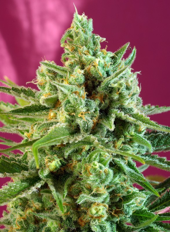 S.A.D. Sweet Afgani Delicious CBD fem