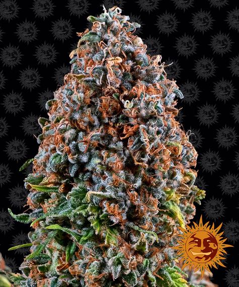 Critical Kush fem