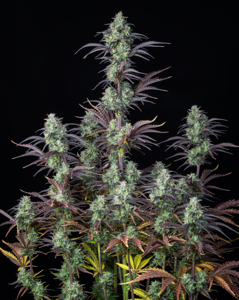 Mimosa Cake Auto autofem