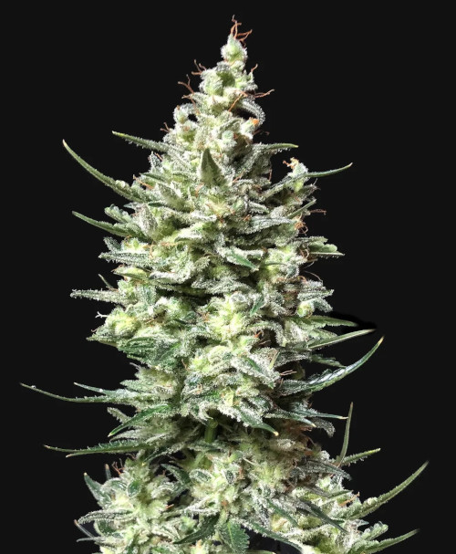 Gorilla Grape autofem