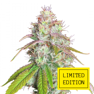 Glue Breath genetics fem
