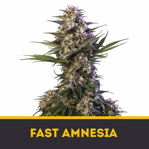 Amnesia Fast fem