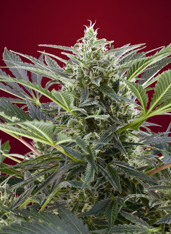Cream 47 fem