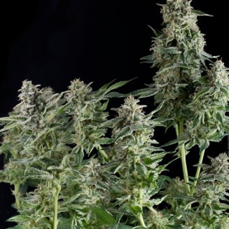 Northern Lights fem