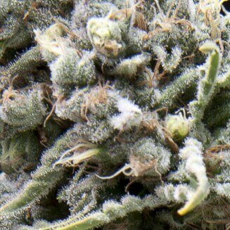 Auto White Widow CBD autofem