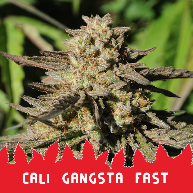 Сali Gangsta Fast
