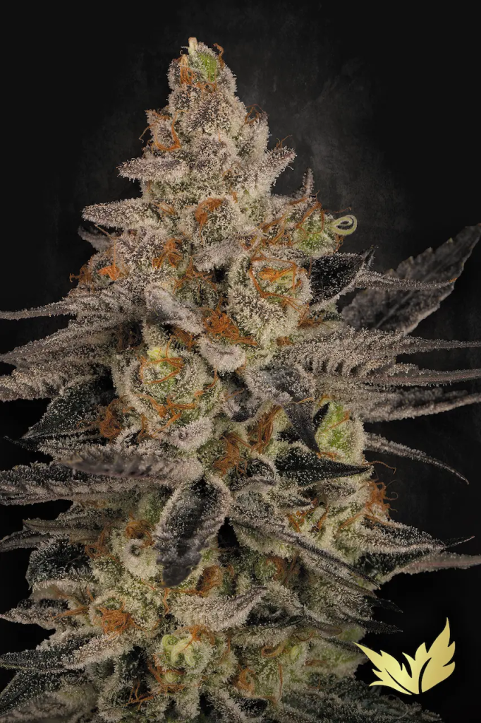Chocolate Wafflez fem