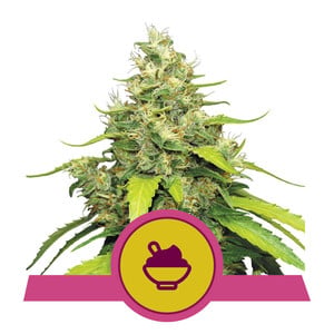 Blue Gelato fem