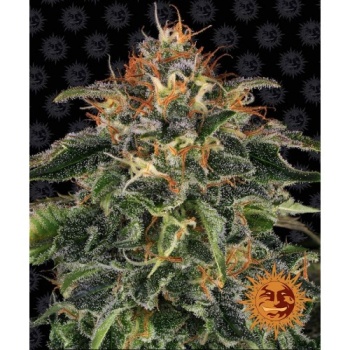 Moby Dick fem
