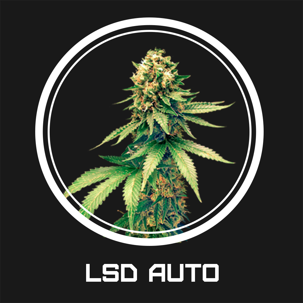 LSD Auto
