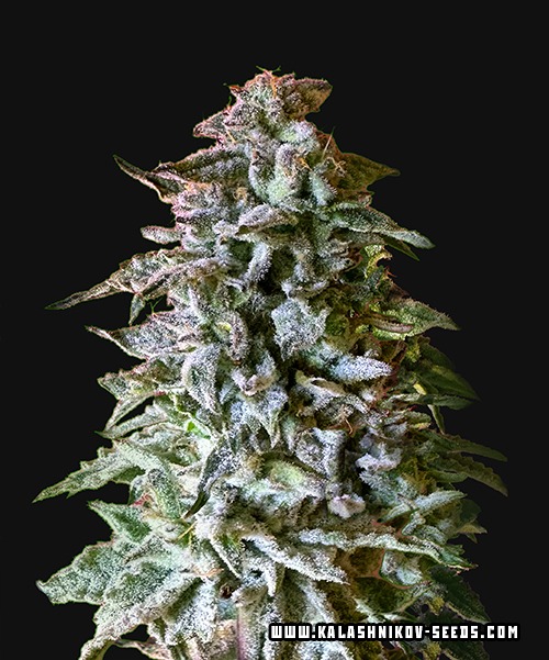 Siberian Gorilla Autofem