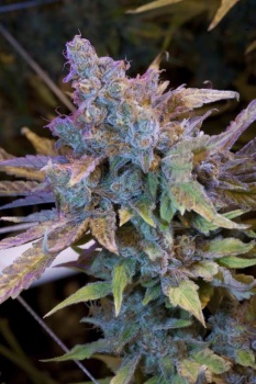 Hash Plant fem