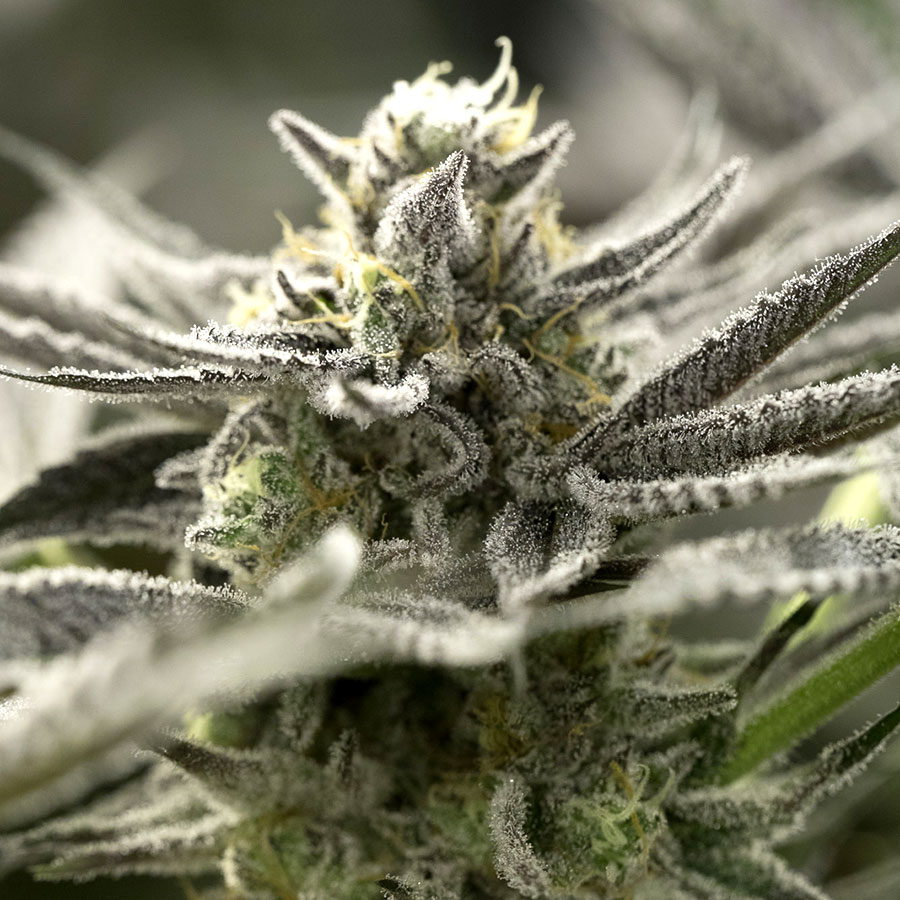 OGKZ Auto (Feminised) autofem