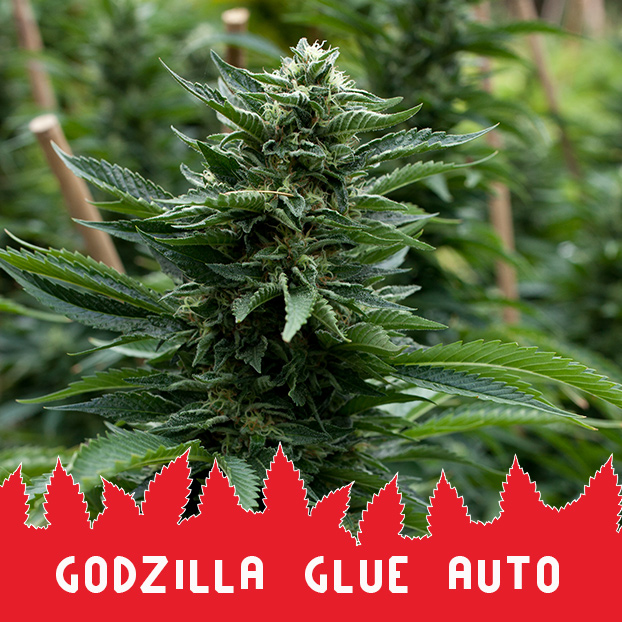 Godzilla Glue Auto
