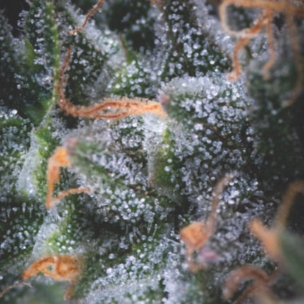 Auto Black Cherry Punch autofem