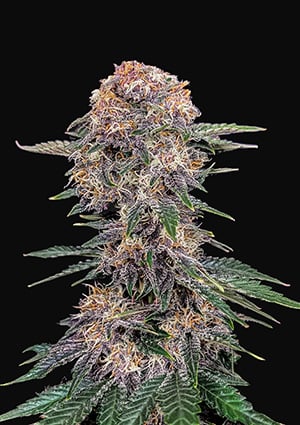 Cherry Cola Auto autofem