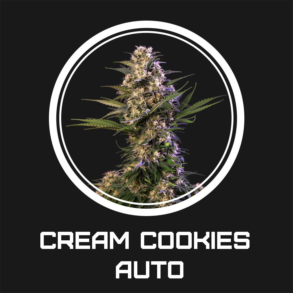 Cream Cookies Auto