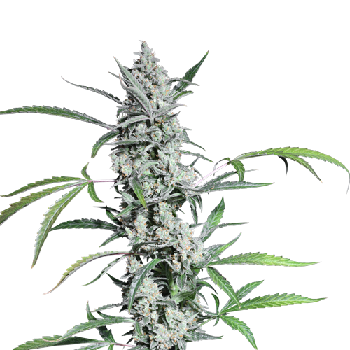 Fat Pete’s Cookies Auto autofem