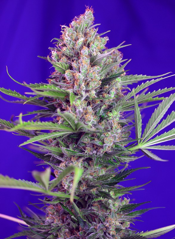 Cream Mandarine F1 Fast Version fem