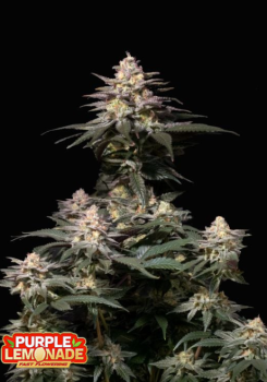 Purple Lemonade FF fem