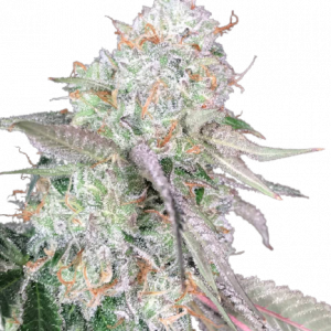 Auto Color Punch genetics autofem