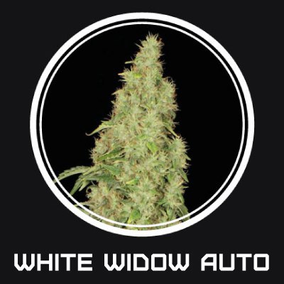 White Widow autofem