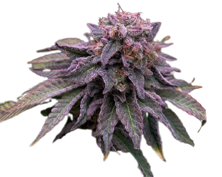 Auto Hulk OG genetics autofem