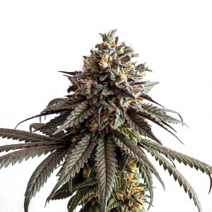 Gelato genetics fem