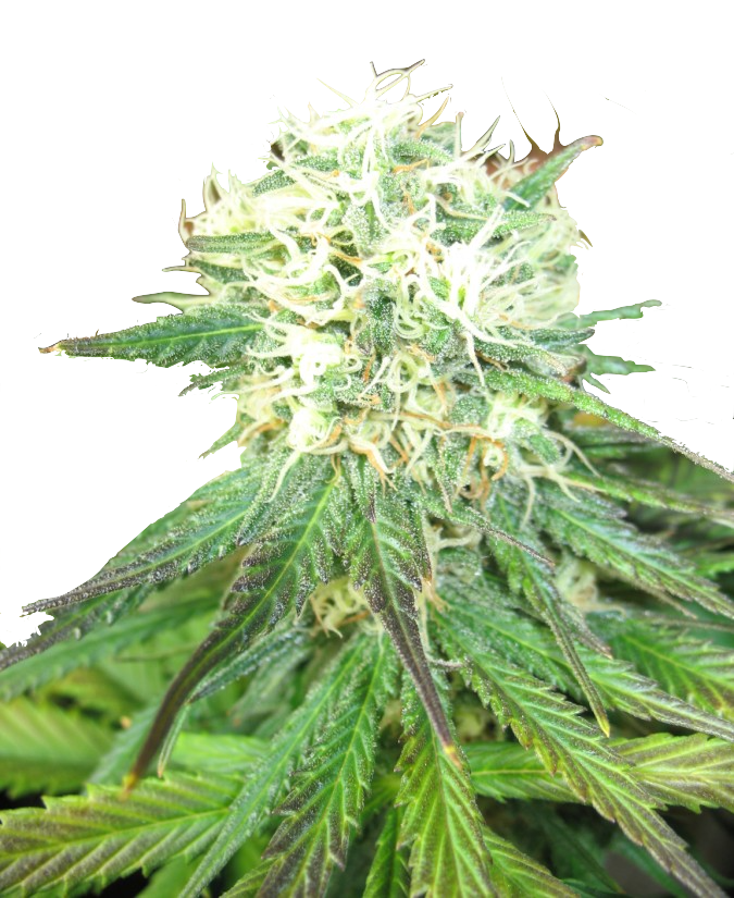 Auto Northern Light  genetics autofem