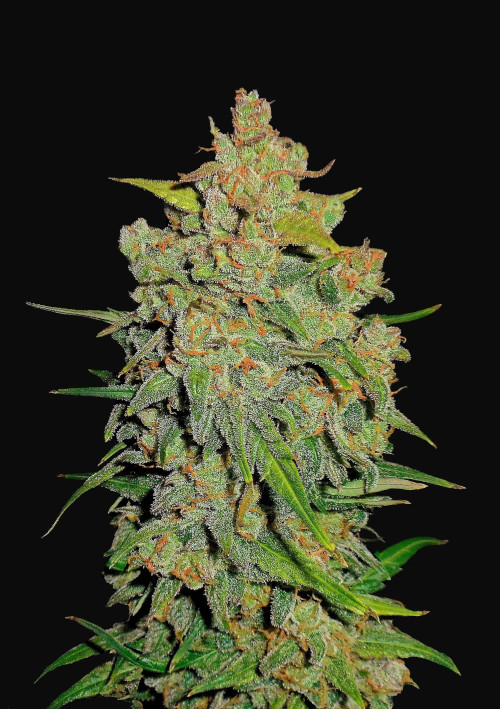 Lemon AK autofem