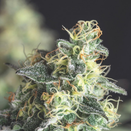Lemon Larry OG fem