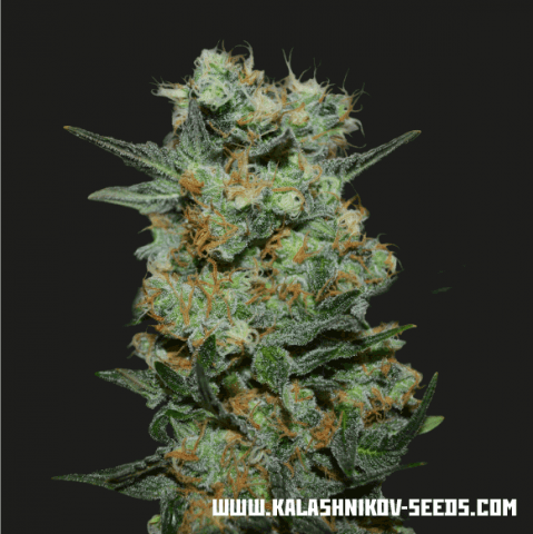 Baikal Express fem