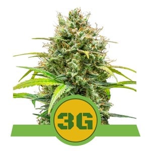 Triple G Automatic autofem