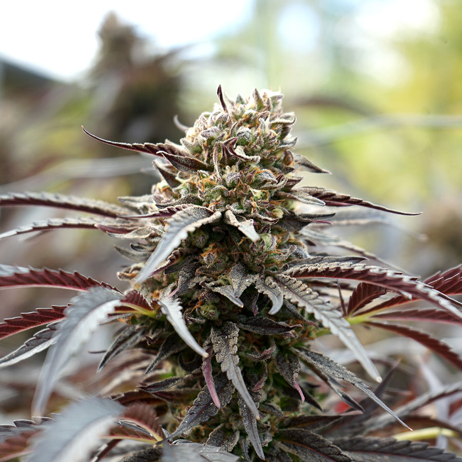 Runtz Fast Flowering (Feminised) Fast Fem