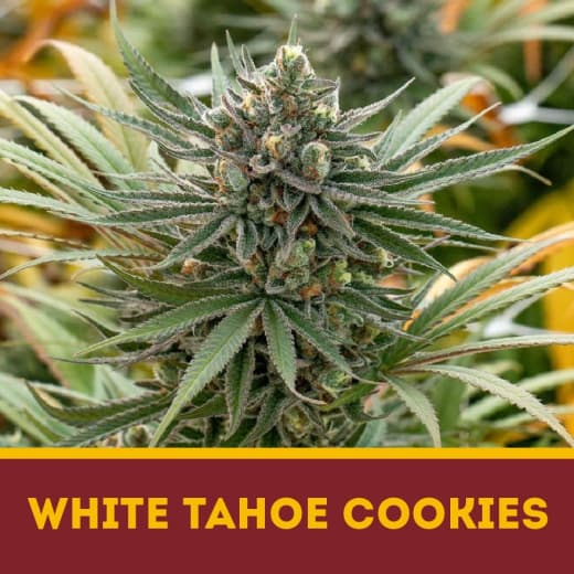 White Tahoe Cookies fem