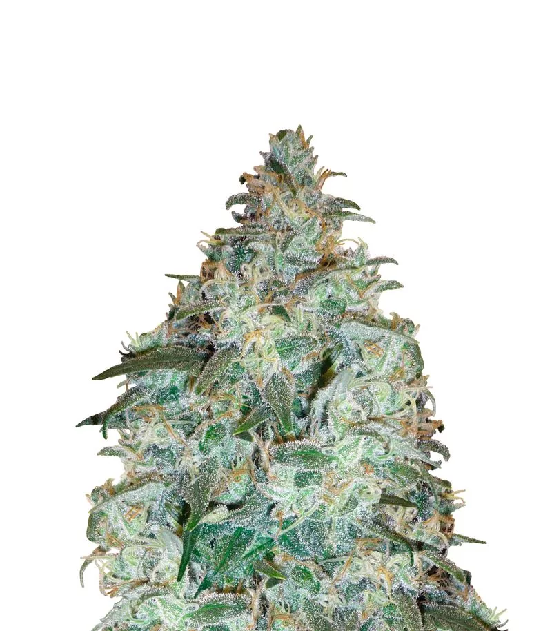 Sensi Star fem
