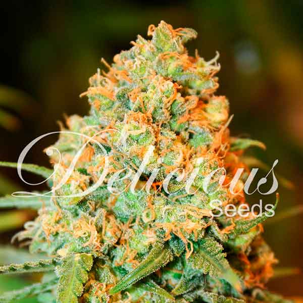 Critical Super Silver Haze fem