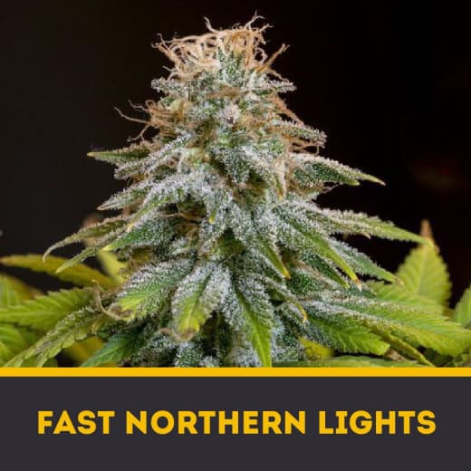 Northern Lights Fast fem