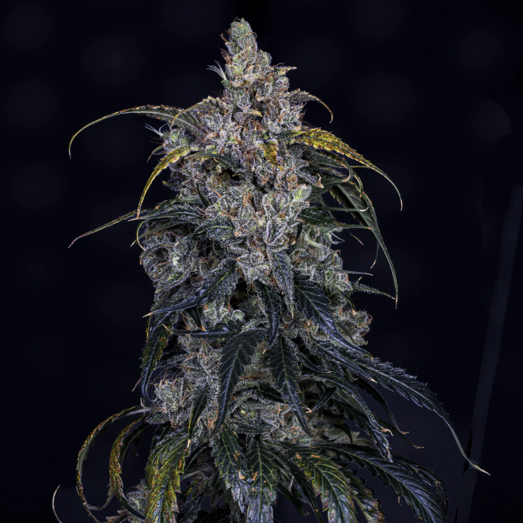 3 Bears OG Auto autofem