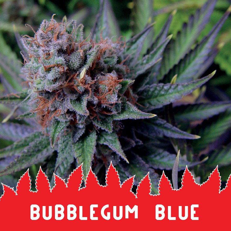 Bubblegum Blue fem